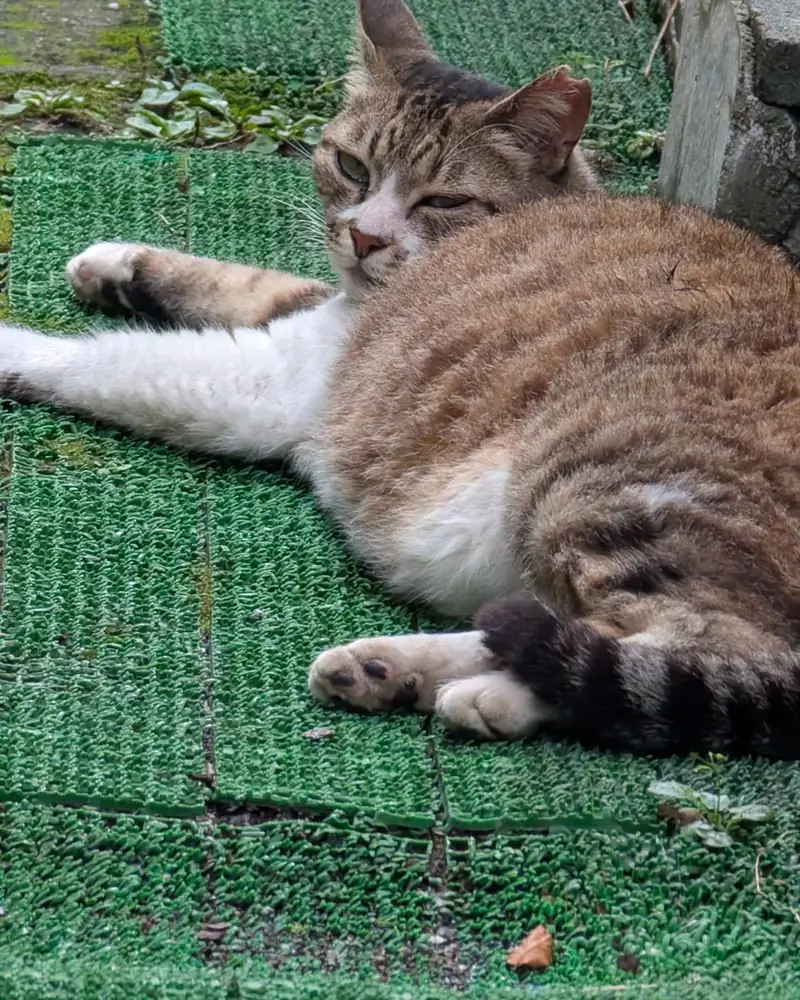 道中で出会った猫