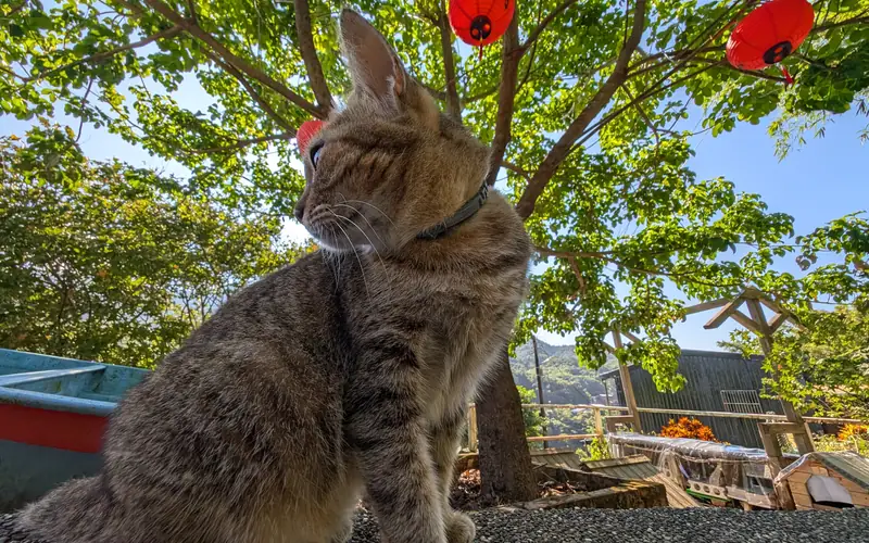 旅先で見つけた風景を写真に残す様子